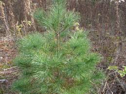 Which types of trees will grow the fastest? Eastern White Pine Identification Leaves Bark Habitat Pinus Strobus