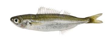 Image result for Boops boops