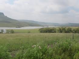 Image result for Trichoneura schlechteri