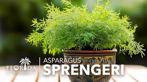Image result for A. densiflorus Sprengeri