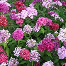 Dianthus Seeds Dianthus Barbatus Sweet William Wild Flower Seed