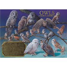Birds Of Eastern North America Puzzle Owls Of North America 1000 Pc Puzzle Jigsaw Puzzles In 2019 Owl Jigsaw Puzzles Jigsaw Puzzles For Kids