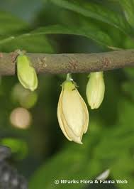 Image result for Monoon longifolium