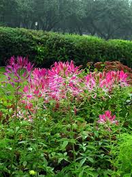 Image result for Cleome spinosa