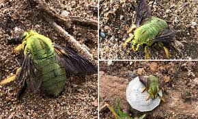 Many of these girls have never been on camera before or since while others, like aria giovanni, make their debut here. Australian Man Is Stunned To Find A Large Green Bee Sitting In A Field And It Won T Sting You Daily Mail Online