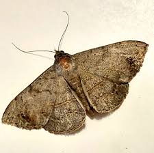 Image result for Rhynchosia luteola