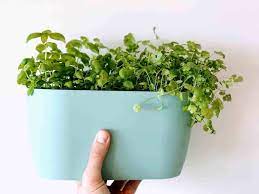 Greek oregano is a perennial best propagated by root division. Top 5 Herbs To Grow Indoors Plantophiles