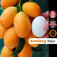 Pokok kecik dah berbuah 2. Buah Kundang Telur Gred A