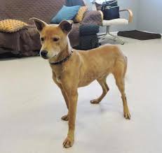 Dingo The Cattle Dog Labrador Retriever Mix Labrador Retriever Mix Dogs And Kids Blue Heeler Dogs
