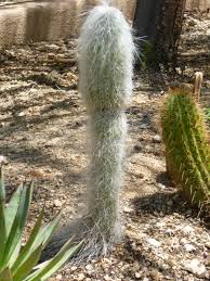 It requires sand but no water or light. Free Photo Hairy Cactus Cactus Desert Green Free Download Jooinn