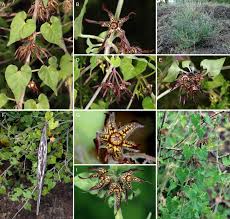 Image result for Apocynaceae subfamilies Asclepiadoideae and Secamonoideae