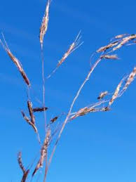 Image result for Capillipedium