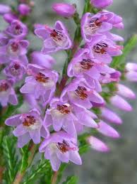 Pin On Nature