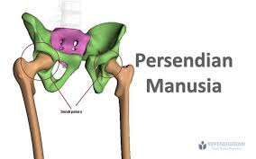 Ada banyak produk herbal yang dijual oleh lazada. Nama Sendi Pada Tubuh Manusia Contoh Gambar Kependidikan Com