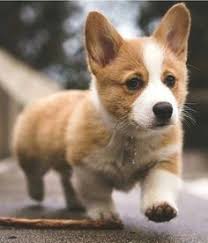 Black And Brown Corgi Pin On Daddy