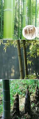 Although we specialise in bamboo plants which are proven to be hardy when planted in the ground, when the same plant is kept in a pot, the roots and rhizomes are more exposed to winter frosts. 100pcs Garden Evergreen Arbor Moso Bamboo Seeds Courtyard Phyllostachys Pubescens Plants Bamboo Seeds Moso Bamboo Seeds Bamboo Garden
