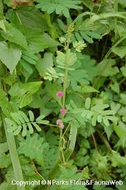 Image result for Mimosa diplotricha
