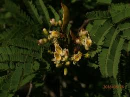 Image result for Libidibia coriaria
