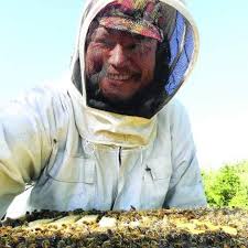 Combating honey bee decline with the Cibolo
