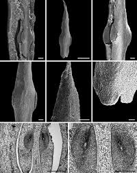 Image result for Empogona cacondensis