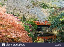 Beautiful Cherry Blossom At Japanese Garden Of Descanso Garden Los Angeles California Stock Photo Alamy