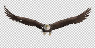 Big Bird With White Head And Black Body Bald Eagle Front Gliding Bald Eagle Eagle Head Tattoo Eagle Tattoo