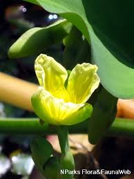 Image result for Limnocharitaceae