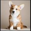 Current shiba inu value is $ 0.0000158 with market capitalization of $ 0.00. Https Encrypted Tbn0 Gstatic Com Images Q Tbn And9gcqkj85cnlxtork Iw2yxurx4tgdfk7jbkyk4ins6rxd7txf0mat Usqp Cau