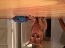 No Bowl Feeding System Didn T Go Exactly As I Had Planned Animal Medical New City