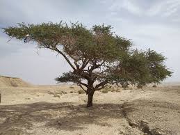 Image result for Acacia