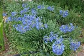 Image result for Agapanthus campanulatus