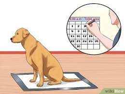 How to get a puppy to use a puppy pad. How To Use Puppy Pads And Outdoor Potty Training Together