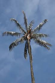 According to experts at the university of nevada at reno, most palms take 100 days or more to germinate, with an average germination rate of less than twenty percent. Ceroxylon Quindiuense Wikipedia