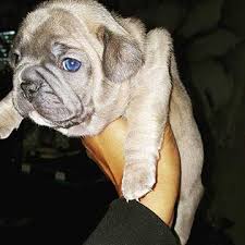 Created in england to be a. The Blue French Bulldog Beautiful Rarity Or Undesirable Abnormality