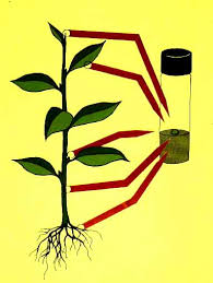 Maybe you would like to learn more about one of these? The Many Dimensions Of Plant Tissue Culture Research