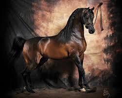 Today's video is about how to find and tame the rare white arabian horse. Professional Horse Photography Arabian Dark Bay Arabian Brown Horses Animals Hd Wallpaper 1318101 Horses Beautiful Arabian Horses Beautiful Horses