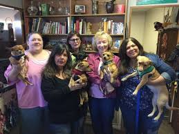 From formal competition obedience to behavioral. Pets For Adoption At Rescue For Pet Sake In Grass Valley Ca Petfinder
