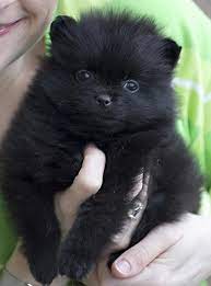 India The Pomeranian Black Pomeranian Puppies Black Pomeranian Pomeranian Puppy