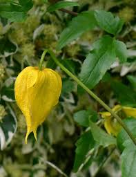 Plants usually climbing or scrambling, rarely suffruticose. Clematis Orange Peel Orange Peel Clemetis Orange Peel Clemetis Chinese Clematis Wild Flower Finder