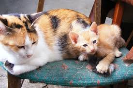 Tahap kedua mungkin melibatkan ketegangan yang kuat, vokalisasi dan cairan di sekitar. Berapa Lama Kucing Hamil Dan Apa Ciri Ciri Kucing Akan Melahirkan Semua Halaman Kids