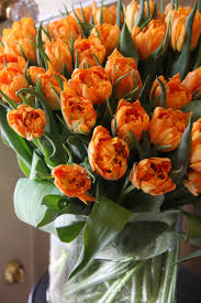 Tulip Duble Orange Orange Tulips Good Morning Flowers Tulips