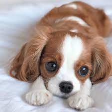 que fofura e essa cachorrinha sevimli kopek yavrulari sevimli hayvan yavrulari kopek turleri