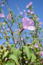 Image result for Ipomoea carnea