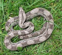 Find cheap or luxury self catering accommodation. Cay Caulker Boa Stockl Die Nr 1 Boa Constrictor Seite Im Internet