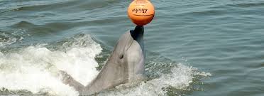 A common criticism of seaworld is that its trainers make the animals perform in shows. Training Careers Dolphin Research Center