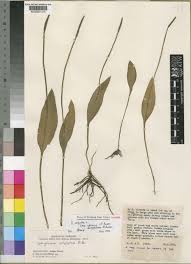 Image result for Ophioglossum vulgatum