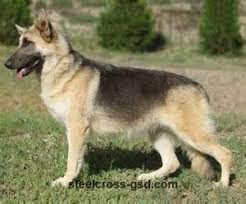 Sable Black And Cream German Shepherd Black And Cream German Shepherd German Shepherd Dogs Shepherd Dog German Shepherd Puppies
