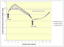 protein in beef cattle diets