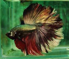 Copper Dragon Fire Rosetail Betta Fish Types Betta Fish Betta