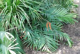 Image result for Chamaedorea radicalis